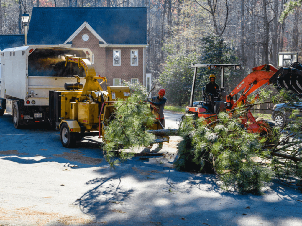Quick Tree Care Service in Roswell, Georgia