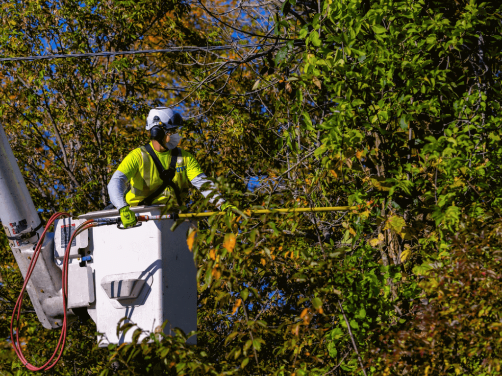 Affordable Tree Trimming Roswell, GA