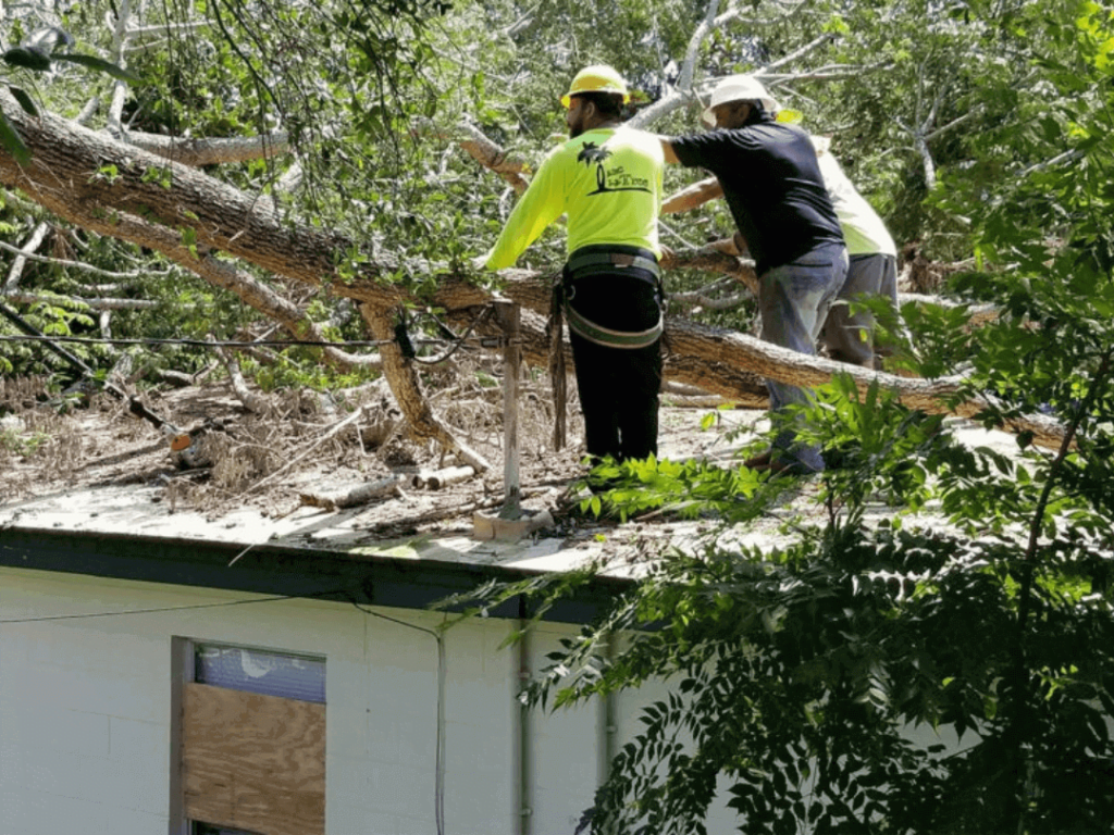 Emergency Tree Removal in Roswell, GA