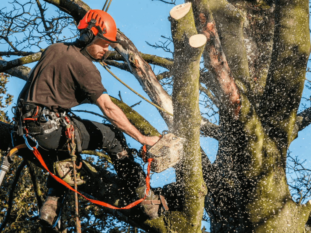 Professional Tree Removal Services in Roswell
