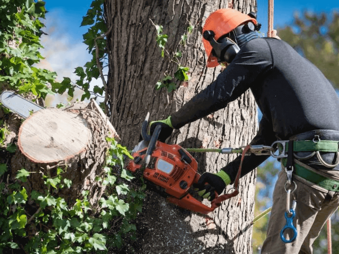 Professional Tree Removal in Roswell, GA