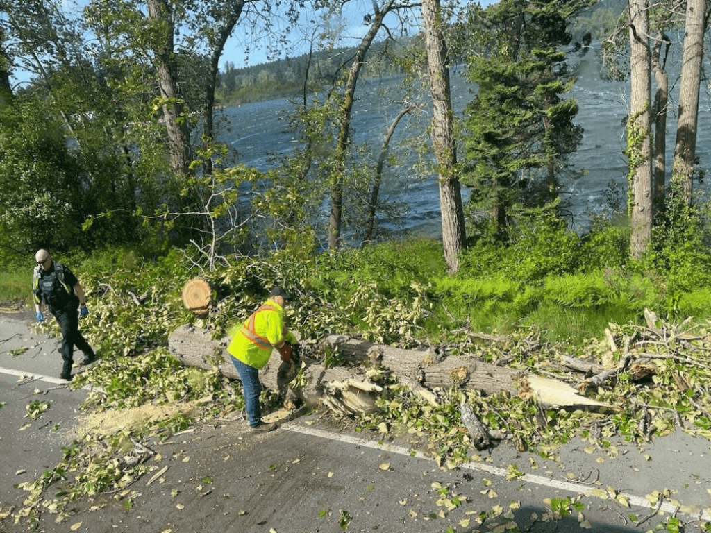 Storm Damage Tree Cleanup Roswell, GA