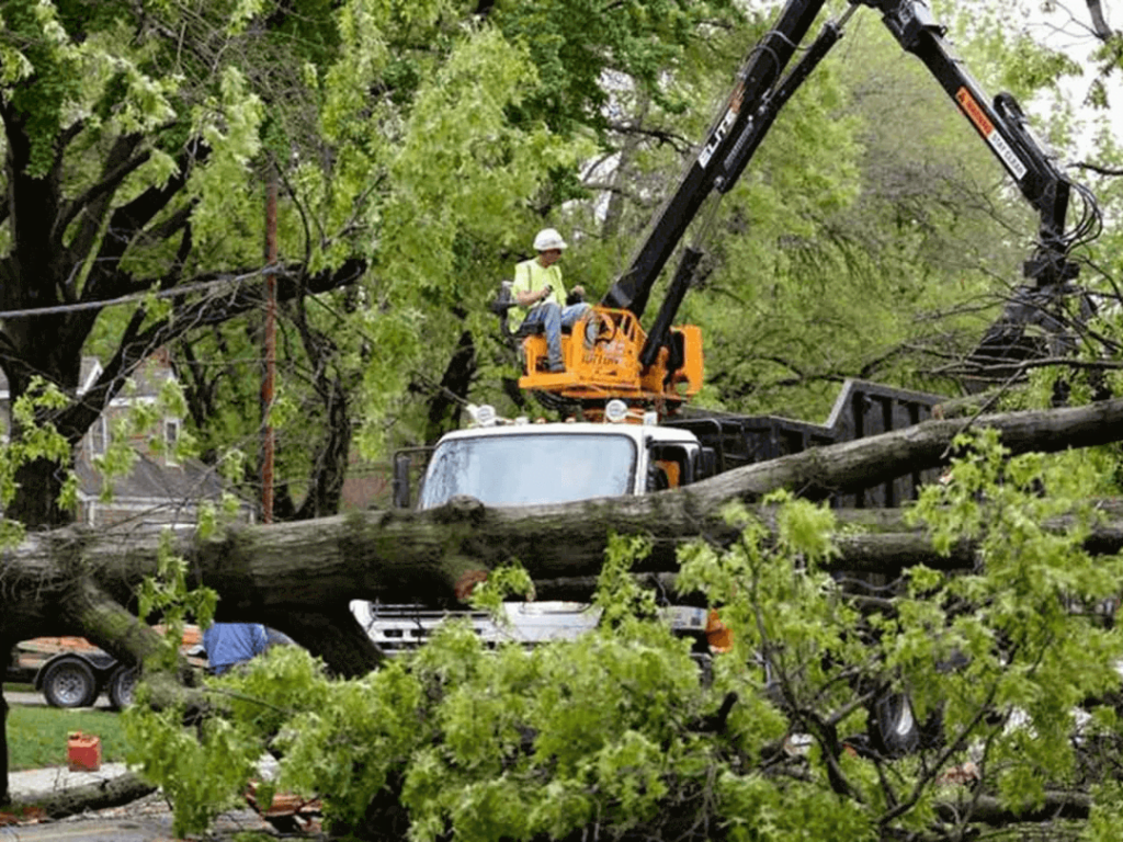 Storm Damage Tree Removal Service