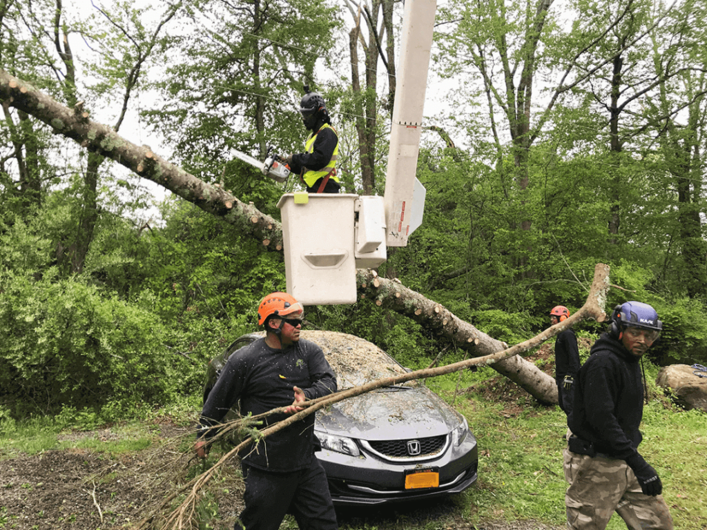 Tree Clean Up After Storm