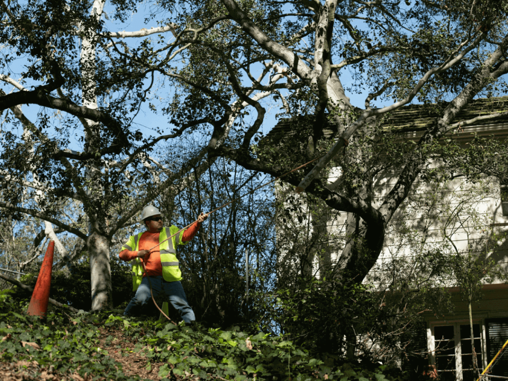 Why Tree Trimming is Important