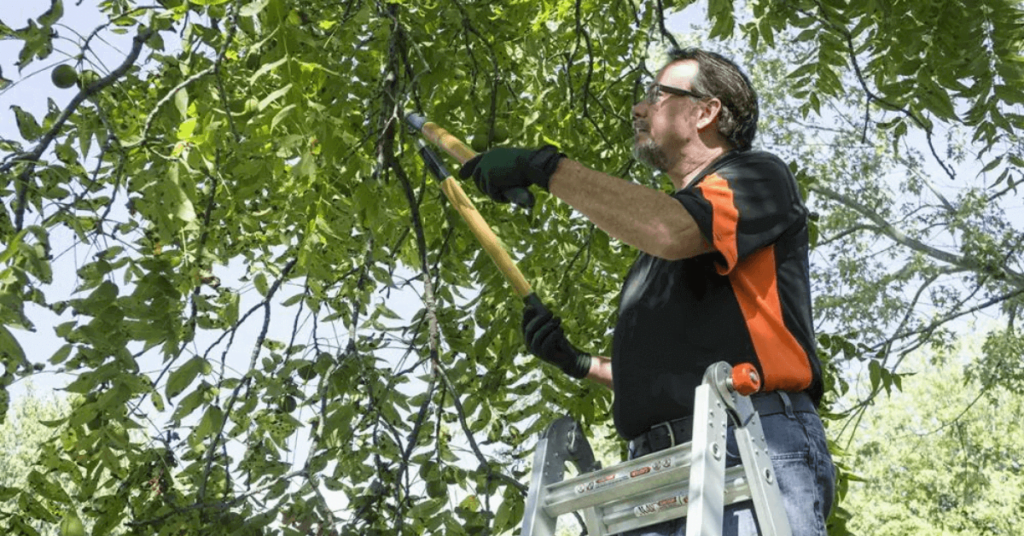 Responsible For Cutting Overhanging Tree Branches