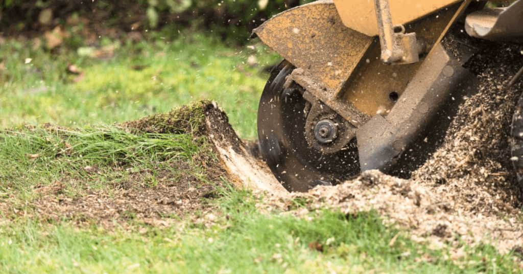 Roots After Stump Grinding