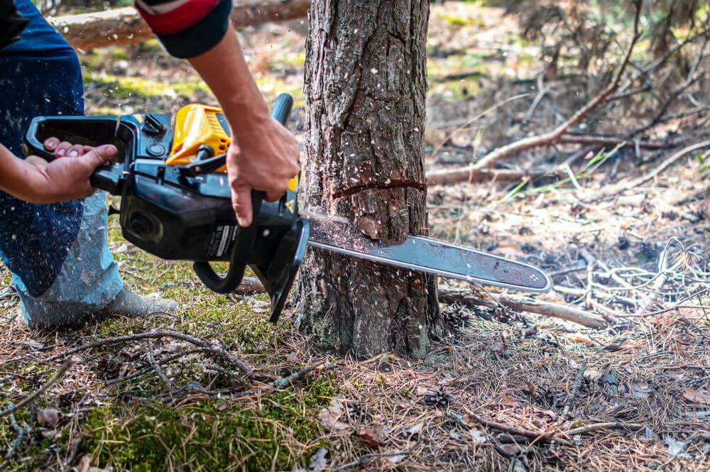 Tree Cutting & Removal Service Roswell, GA