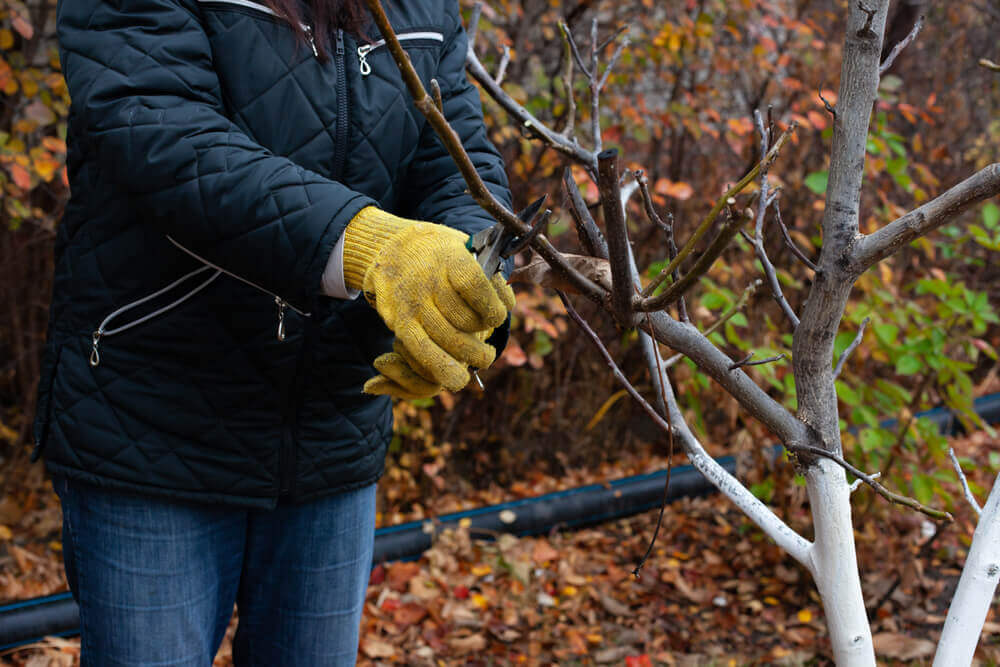 Tree Trimming & Pruning Roswell, GA