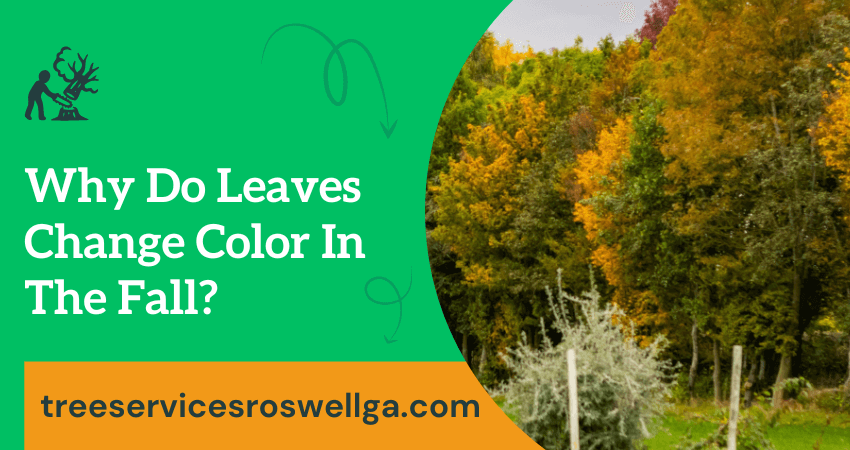 Why Leaves Change Color In Fall